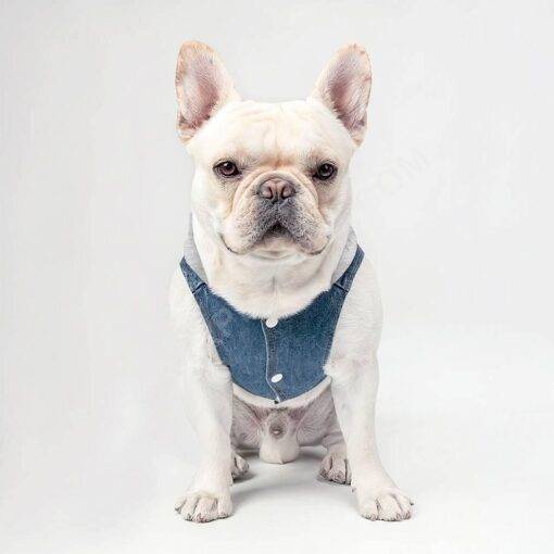 Cuter Than Your Boyfriend Dog Denim Jacket – Funny Dog Denim Coat – Colorful Dog Clothing