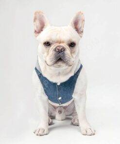 Drama Queen Dog Denim Jacket – Funny Dog Denim Coat – Themed Dog Clothing 