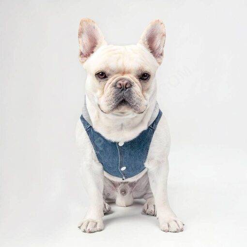 Happy Dog Happy Life Dog Denim Jacket – Phrase Dog Denim Coat – Art Print Dog Clothing