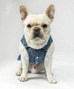 Happy Dog Happy Life Dog Denim Vest – Phrase Dog Denim Jacket – Art Print Dog Clothing 