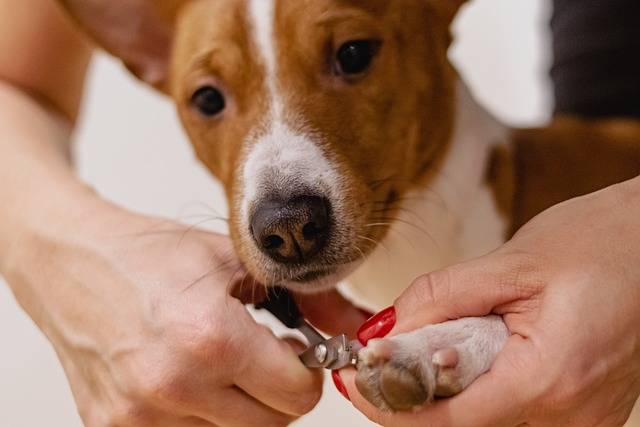 Why Regular Pet Grooming is Essential for Your Furry Friend's Well-Being