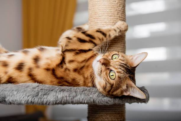 Do Cats Actually Enjoy Using Scratching Towers A Look into Their Playtime Habits