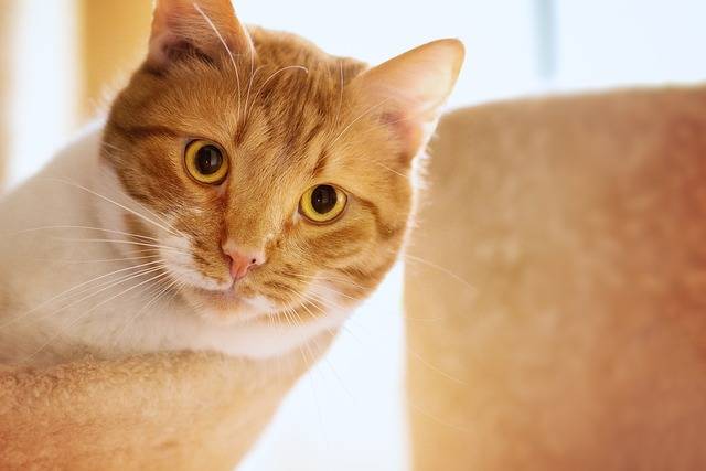 The Purr-fect Cat Tree A Guide to Choosing the Right One for Your Furry Friend