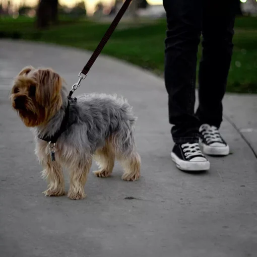 Dog Car Seatbelt - Image 4