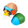 1:1 Detachable 8 Parts Human-Skull Model