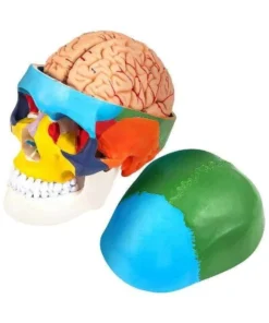 1:1 Detachable 8 Parts Human-Skull Model