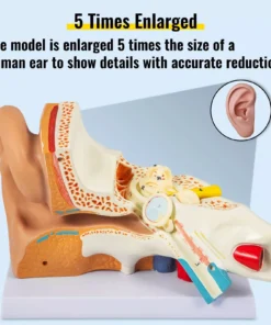 5X Enlarged Human Ear Anatomy Model