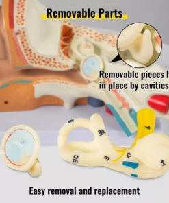 5X Enlarged Human Ear Anatomy Model