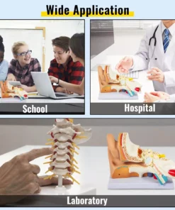 5X Enlarged Human Ear Anatomy Model