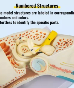5X Enlarged Human Ear Anatomy Model