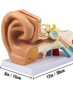 5X Enlarged Human Ear Anatomy Model