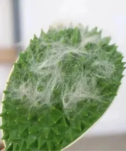 Multifunctional Durian Cat Toy Scratch Comb Massage